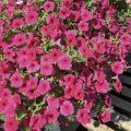 Petunia Supertunia Vista Paradise