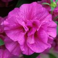 Petunia Tumbelina Candyfloss - Surfinia