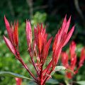 Photinia fraseri Red Robin - Fotinia