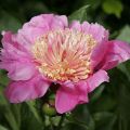 Peonia lactiflora Doreen