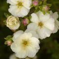 Potentilla fruticosa Double Punch Cream