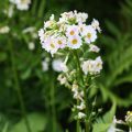 Primula japonica Alba