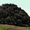 Encina - Quercus ilex