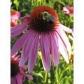 Echinacea purpurea Magnus