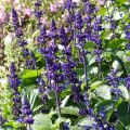 Salvia Big Blue