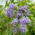 Solanum crispum Glasnevin