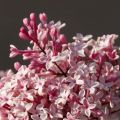 Lila Superba - Syringa microphylla