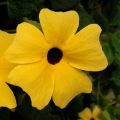 Thunbergia alata - Susana de los ojos negros