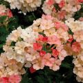 Verbena Superbena Royale Peachy Keen