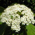 Viburnum lantana - Morrionera