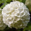 Viburnum opulus Roseum