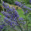 Vitex agnus-castus Delta Blues - Sauzgatillo