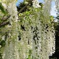 Wisteria floribunda Alba - Glicinia japonesa