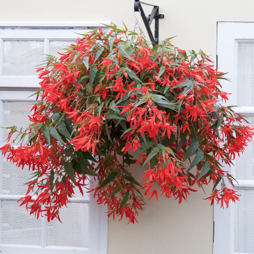 Begonia boliviensis Santa Cruz Orange (Porte)