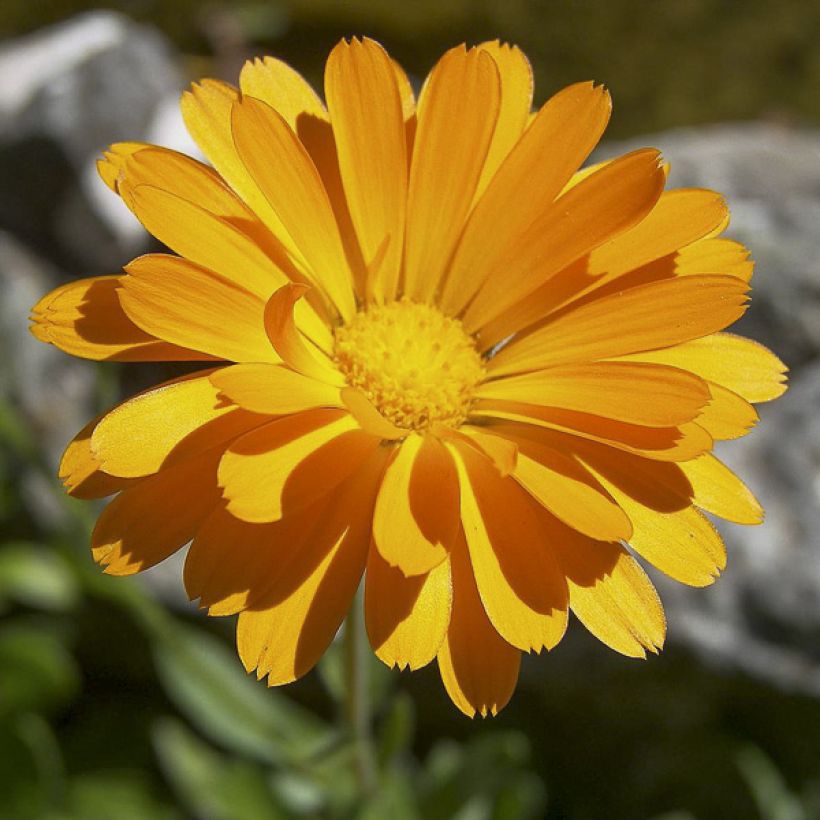 Caléndula - Calendula officinalis (Floración)