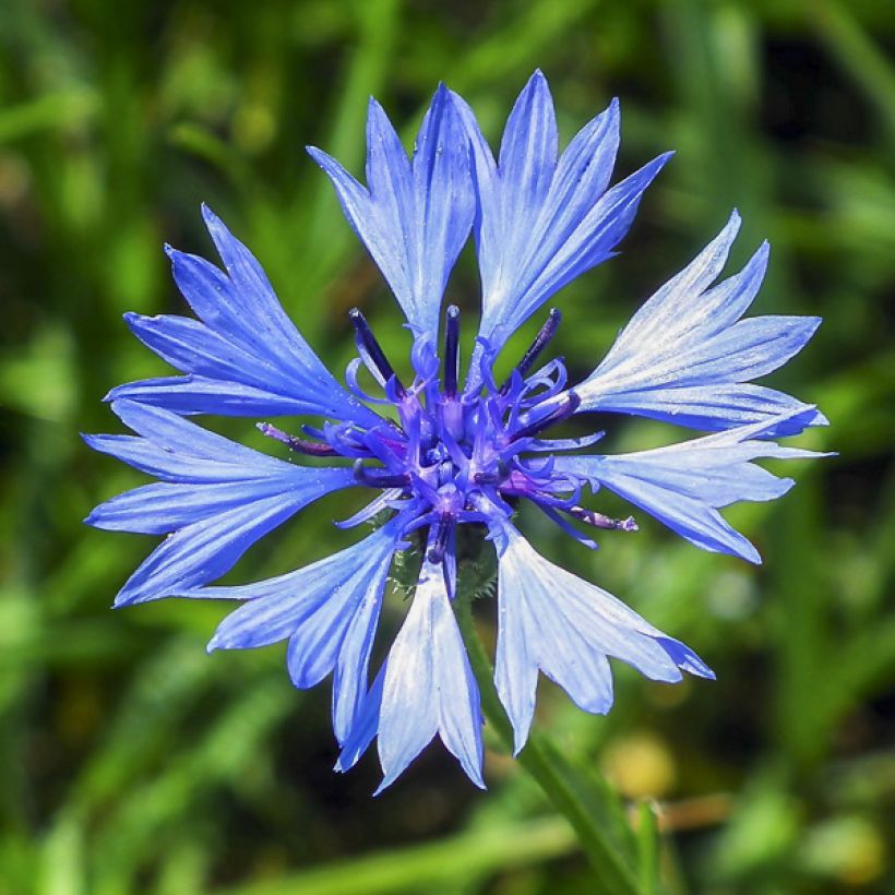 Aciano a flor doble (Floración)