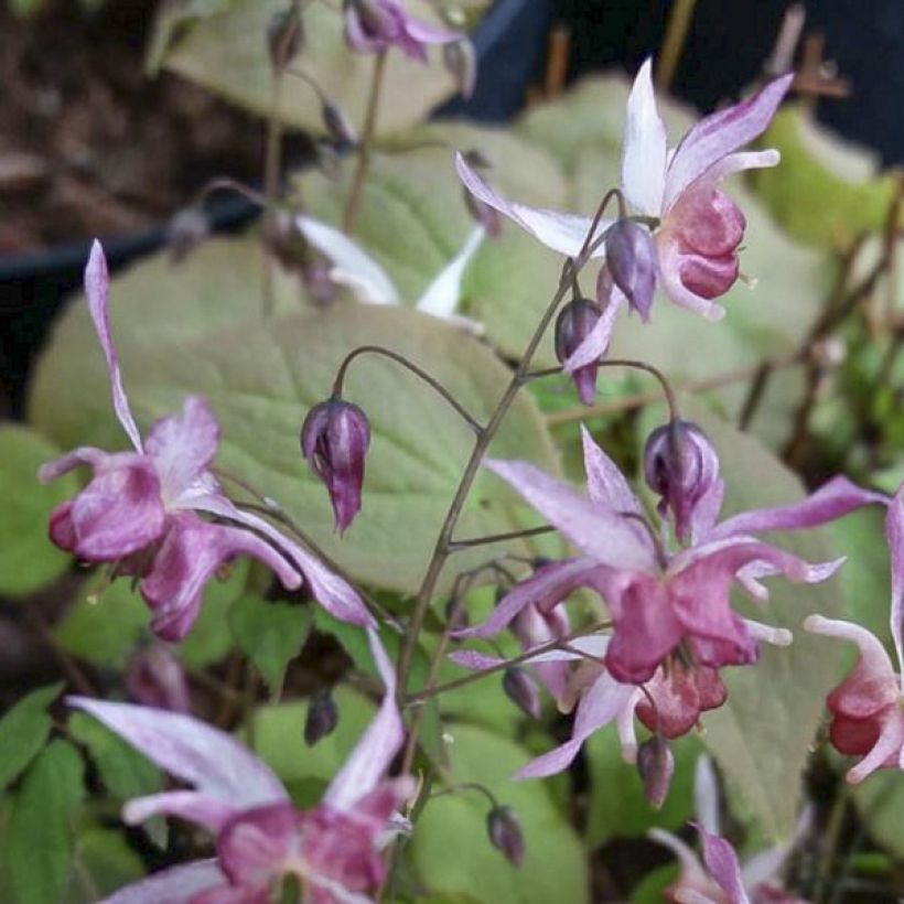 Epimedium Asiatic hybrids (Floración)