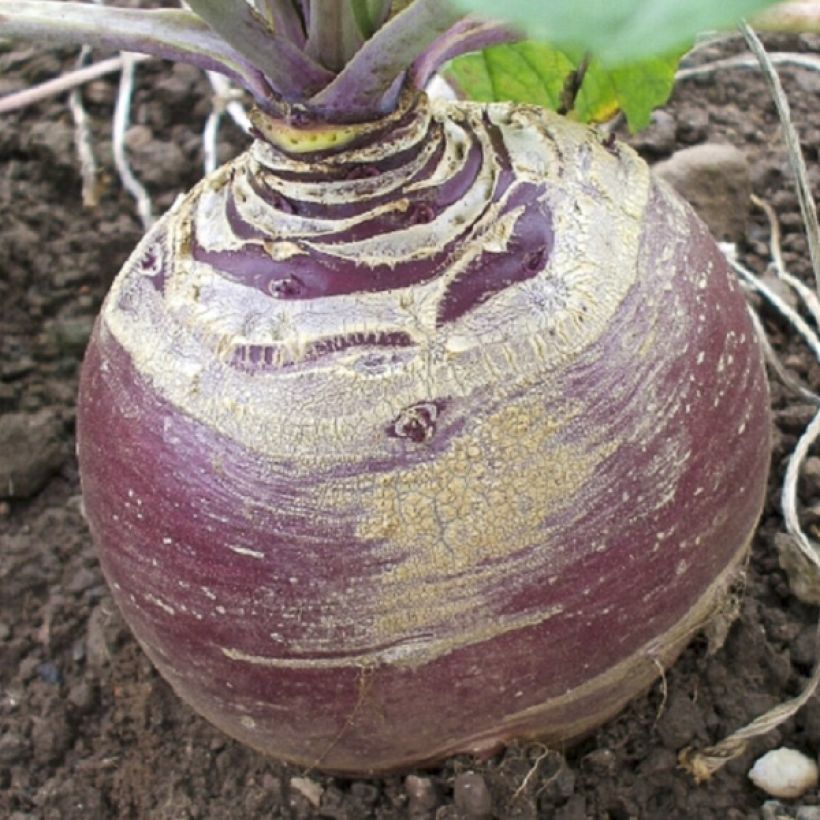 Rutabaga Magres (Cosecha)