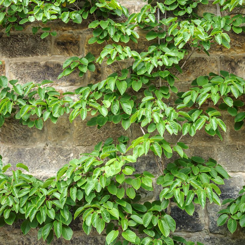 Mini kiwi Romeo - Actinidia arguta (Porte)