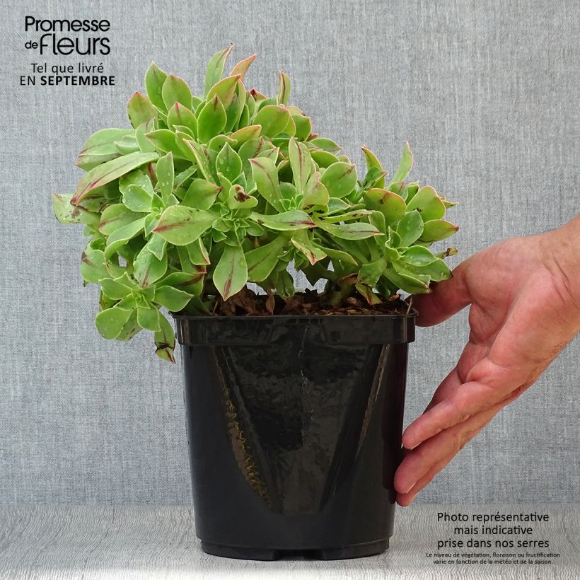 Ejemplar de Aeonium leucoblepharum Pot de 3L/4L entregado en otoño