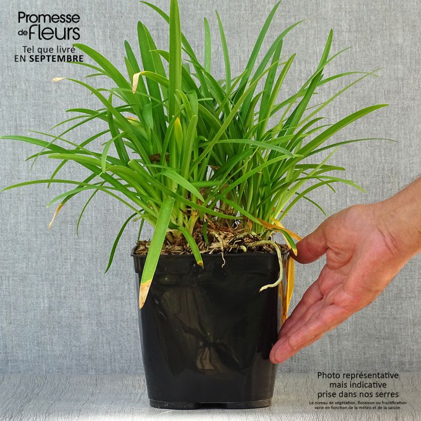 Ejemplar de Agapanthe Vallée de la Romanche Pot de 2L/3L entregado en otoño