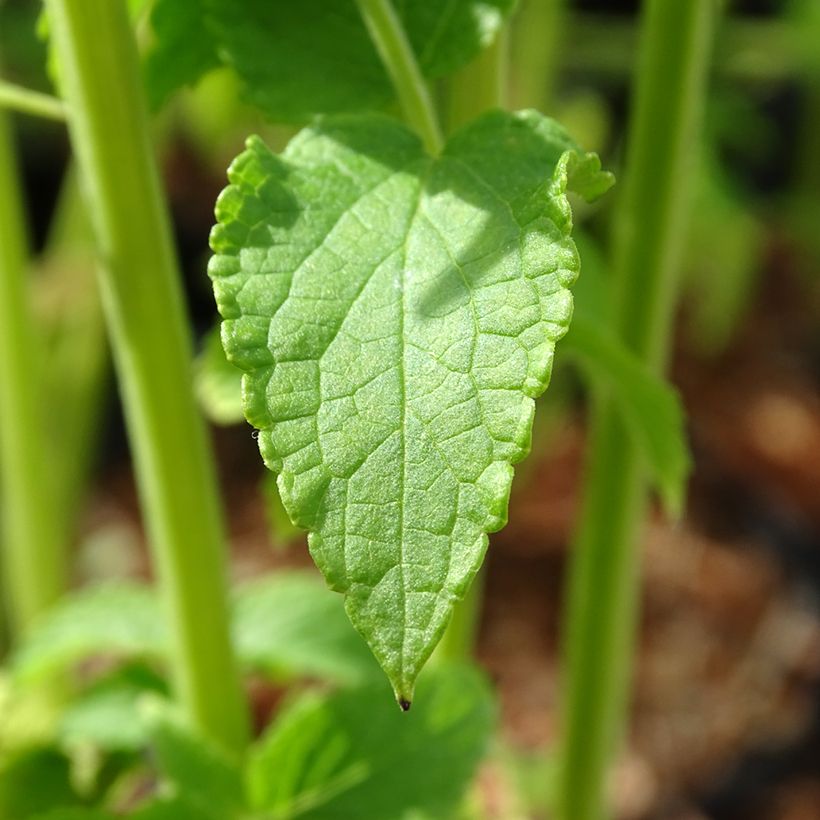 Agastache rugosa Alabaster - Menta coreana (Follaje)