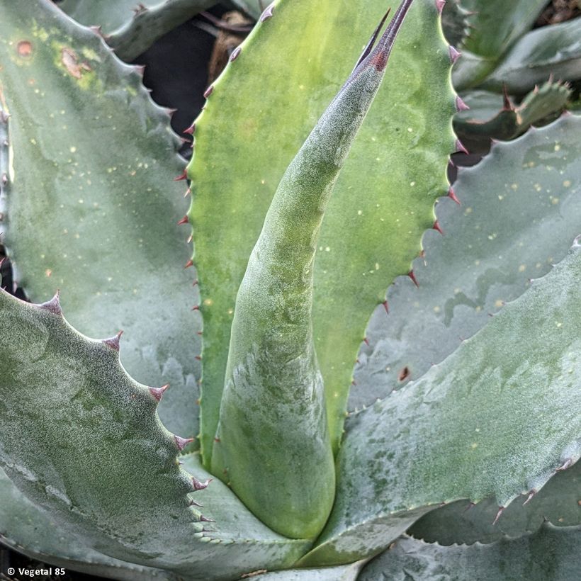 Ágave férox - Agave salmiana (Follaje)