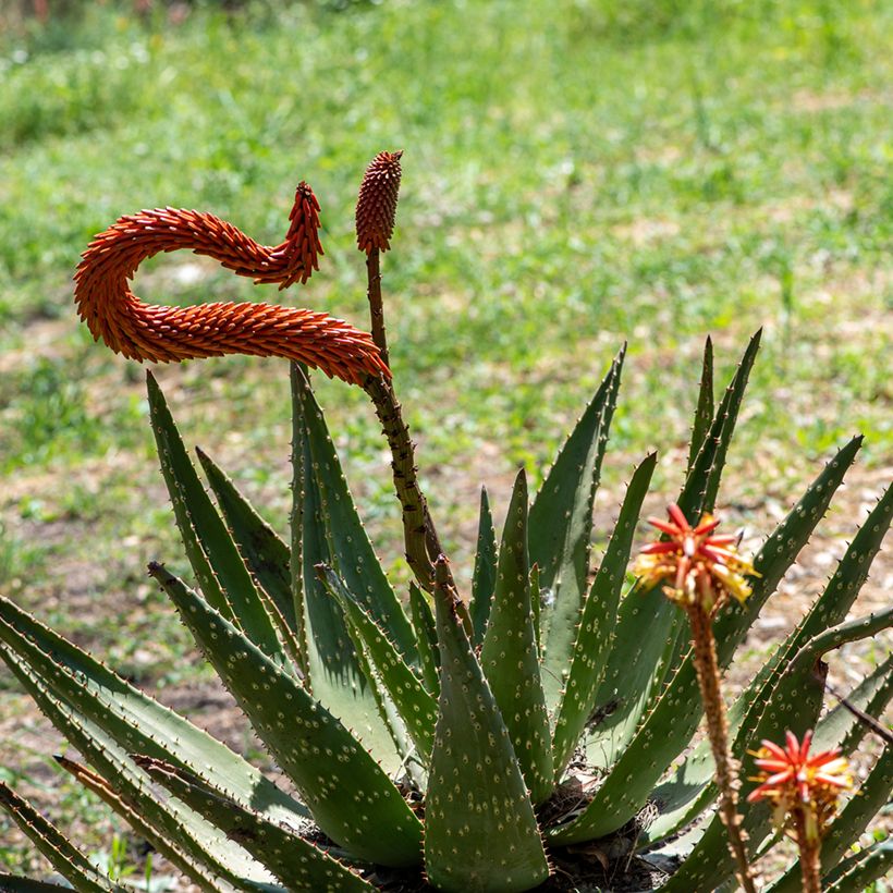 Aloe ferox (Floración)