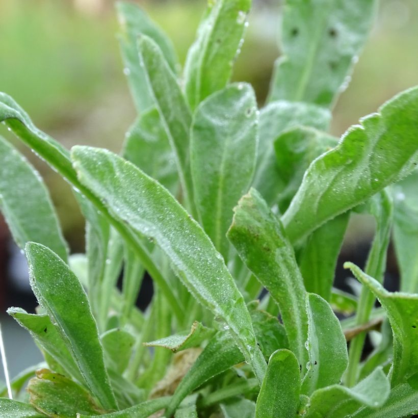 Alyssum saxatilis Compactum - Canastillo (Follaje)