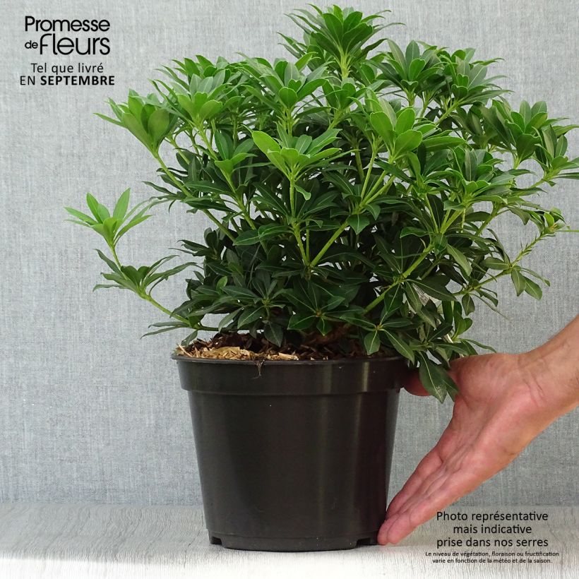 Ejemplar de Andromède du Japon - Pieris japonica Sarabande Pot de 4L/5L entregado en otoño