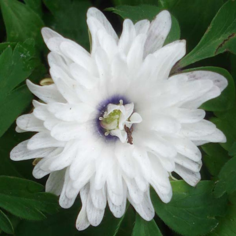 Anemone nemorosa Blue Eyes - Anémona de bosque (Floración)