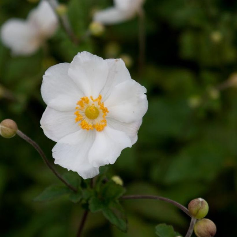 Anemone Andrea Atkinson (Floración)