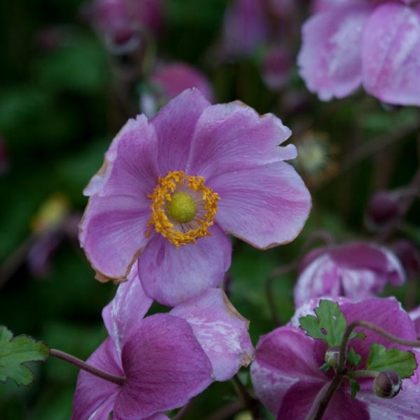 Anemone Rosenschale (Floración)