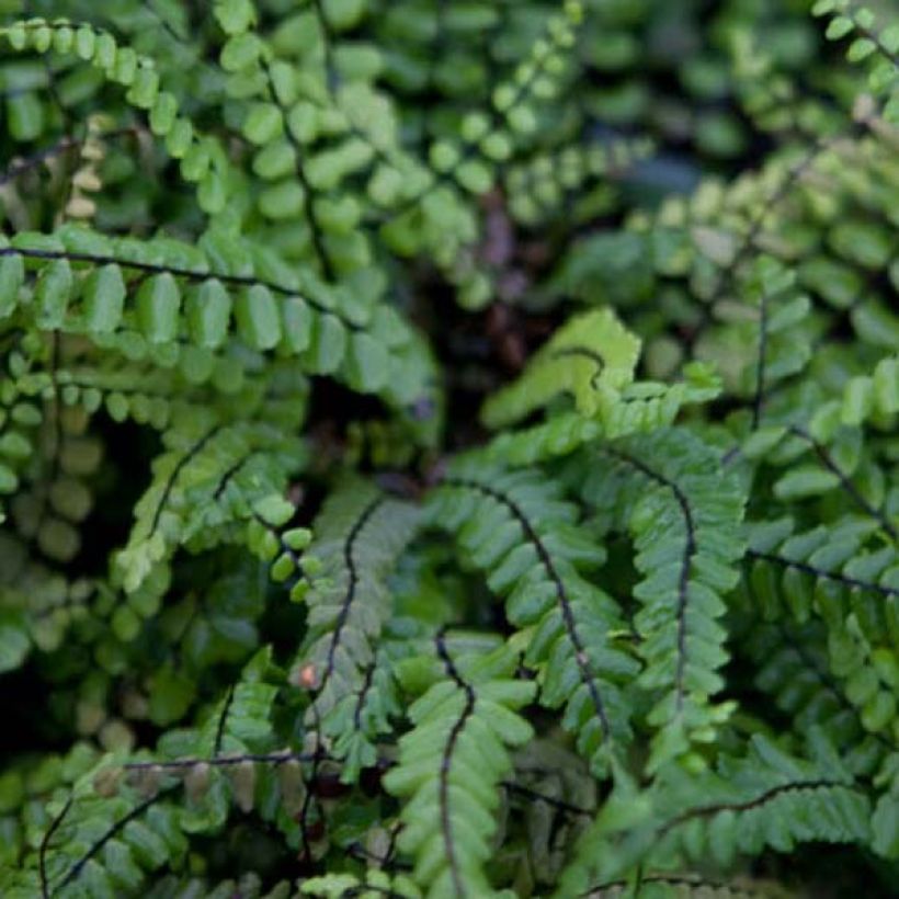 Asplenium trichomanes - Culantrillo menudo (Follaje)