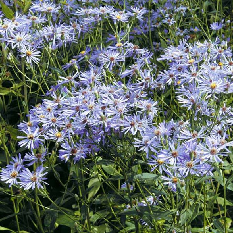 Aster macrophyllus Twilight (Porte)