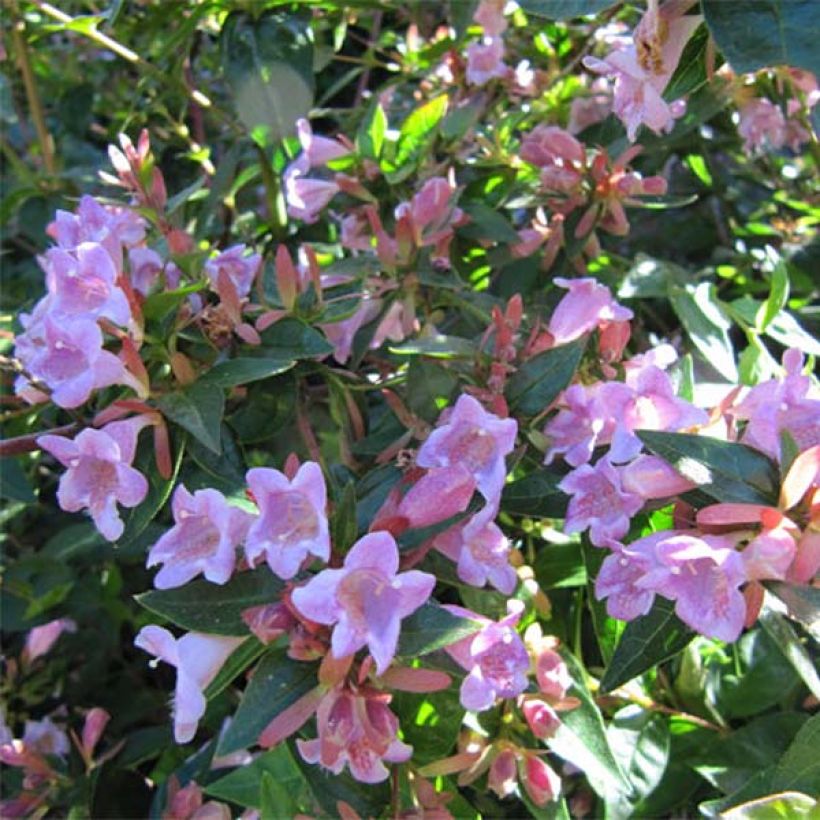 Abelia grandiflora Edward Goucher (Floración)