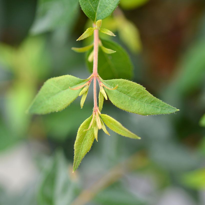 Abelia grandiflora Edward Goucher (Follaje)