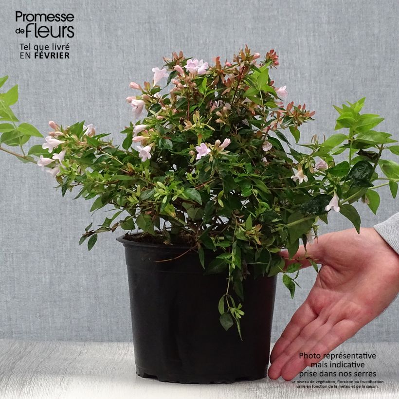 Ejemplar de Abelia Edward Goucher pot de 2L/3L entregado en otoño