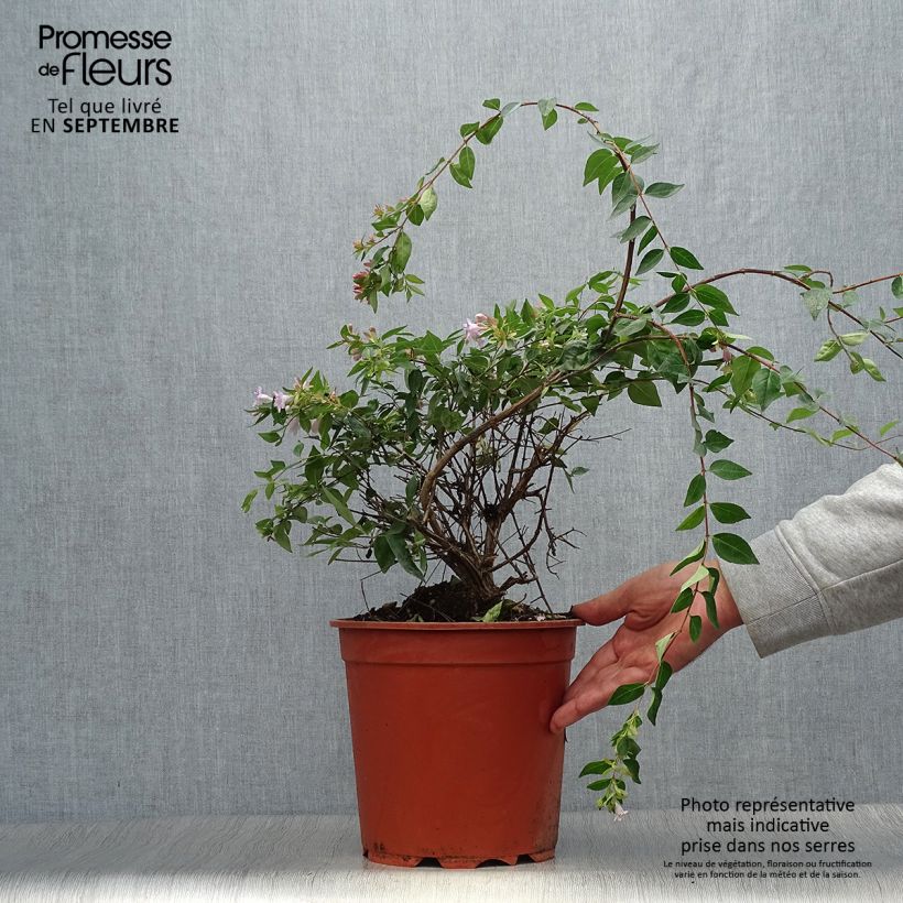 Ejemplar de Abelia Edward Goucher pot de 7.5L/10L entregado en otoño