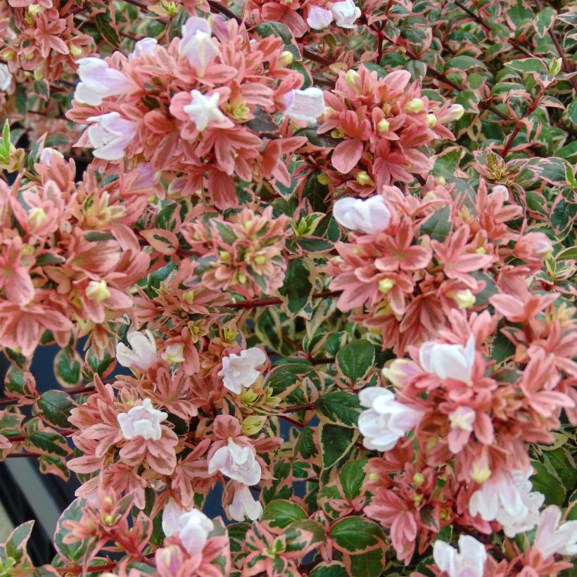 Abelia grandiflora Magic Daydream (Floración)