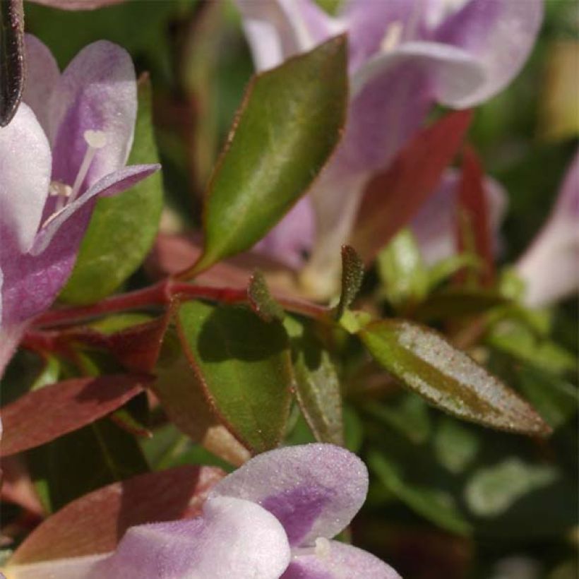 Abelia grandiflora Pastel Charm (Follaje)