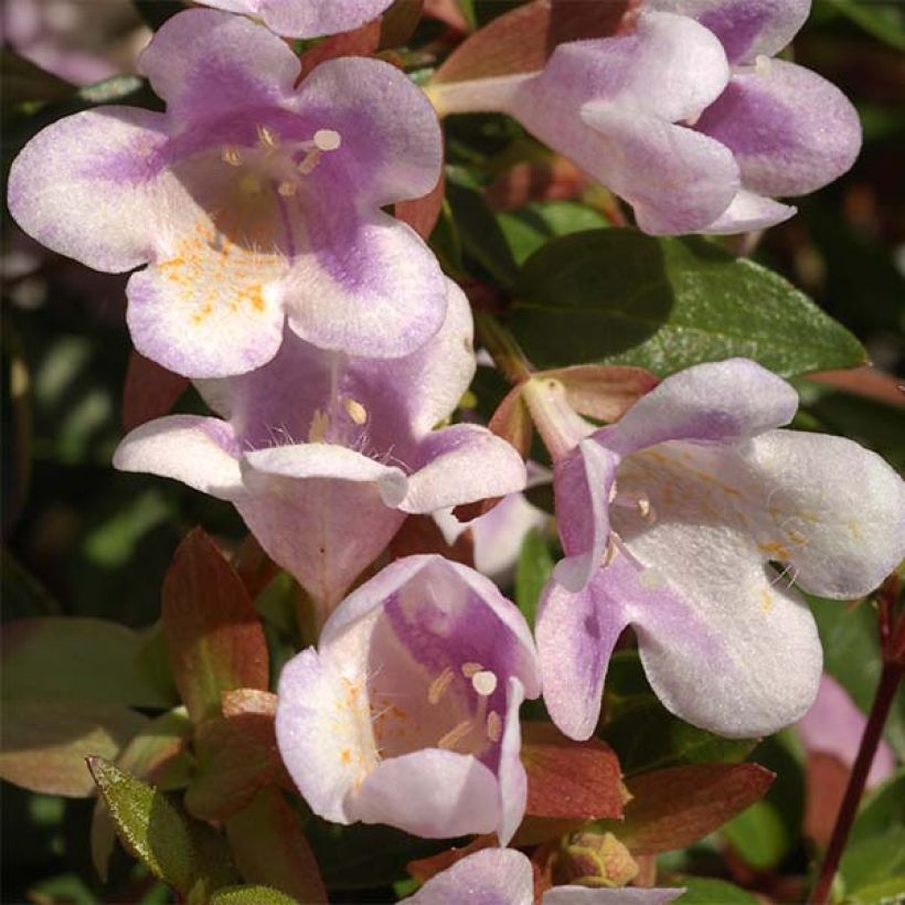 Abelia grandiflora Pastel Charm (Floración)