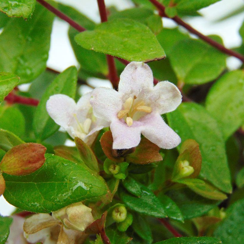 Abelia grandiflora Petite Garden Minedward (Floración)