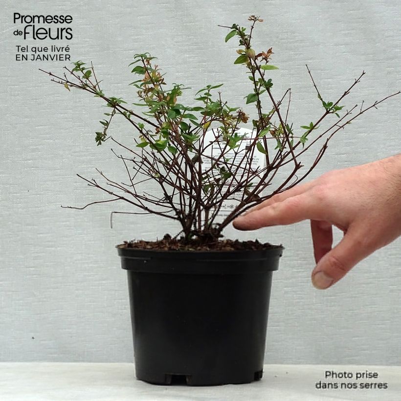 Abelia Petite Garden Minedward Pot de 2L/3L Ejemplar entregado en invierno