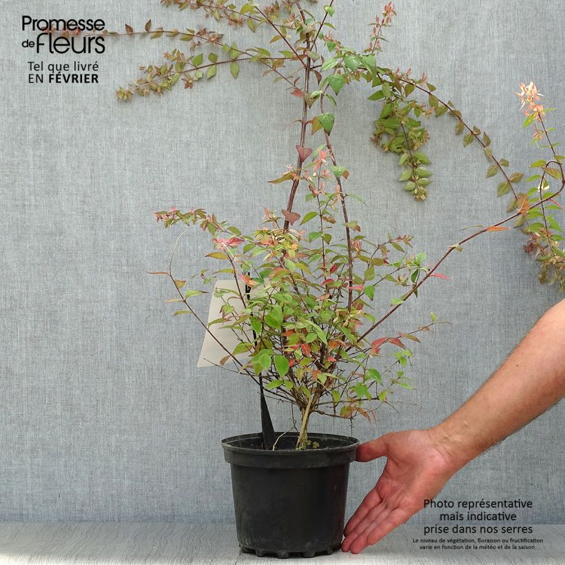 Ejemplar de Abelia Pink Pong en pot de 3L/4L entregado en otoño