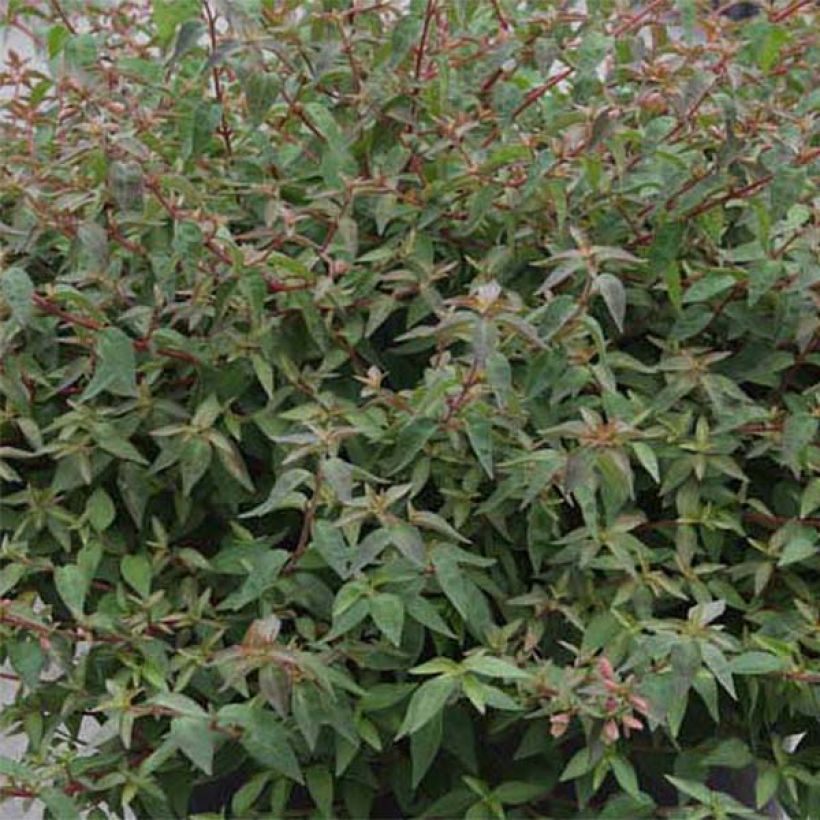 Abelia grandiflora Pinky Bells (Follaje)