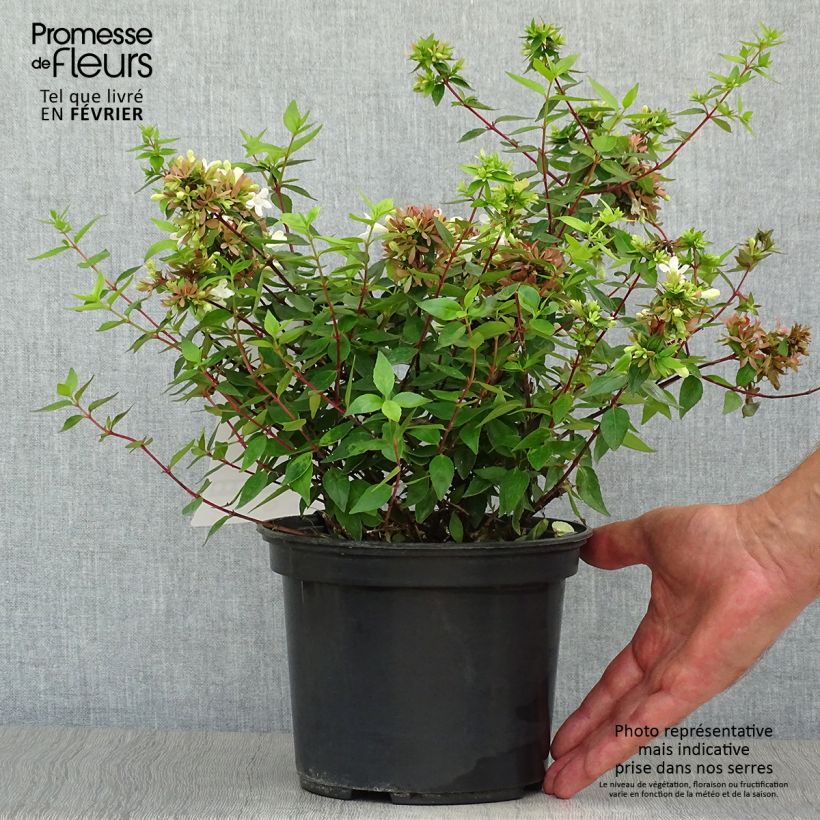 Ejemplar de Abélia à grandes fleurs - Abelia x grandiflora Sherwood en pot de 2L/3L entregado en otoño