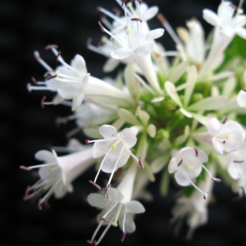 Abelia chinensis White Surprise (Floración)