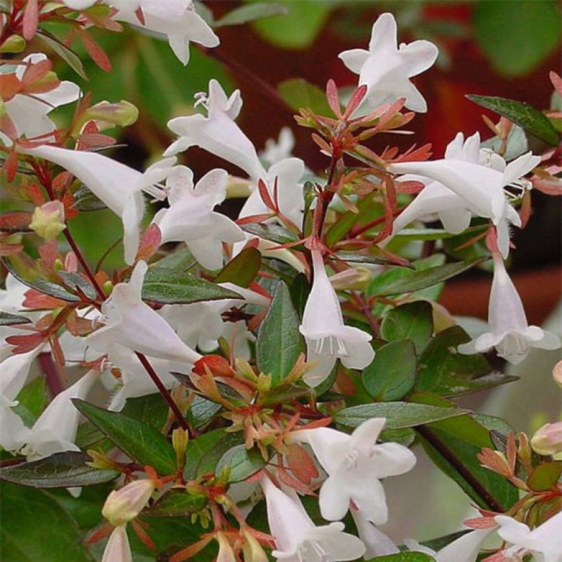 Abelia grandiflora (Floración)