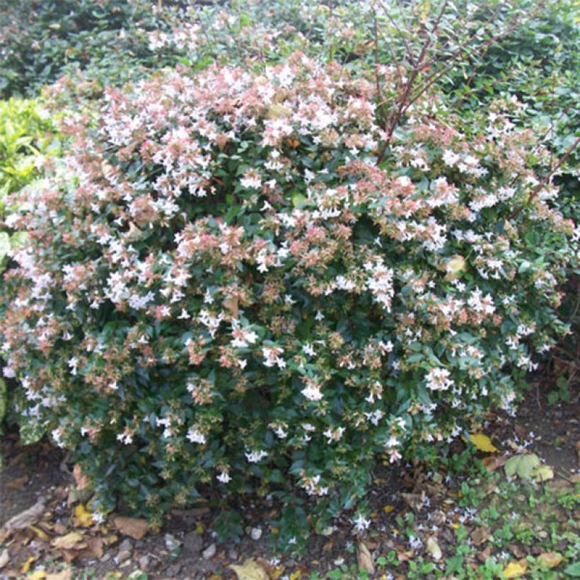 Abelia grandiflora (Porte)